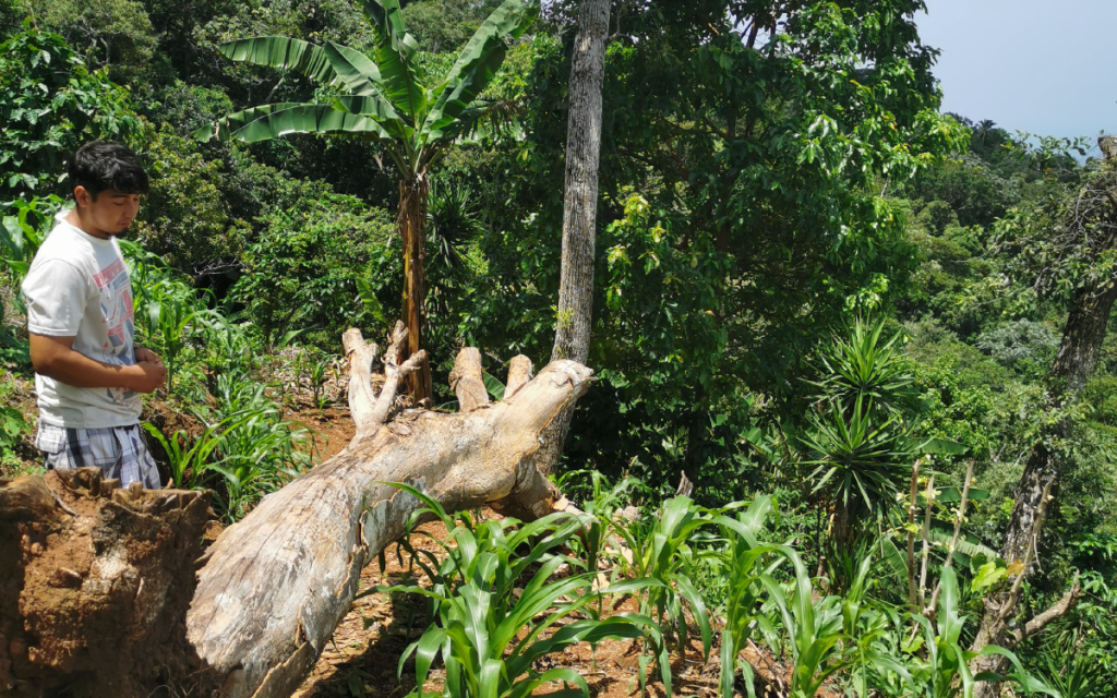 Habitante de San Miguelito muestra un árbol caído que no puede ser aprovechado en terreno privado.