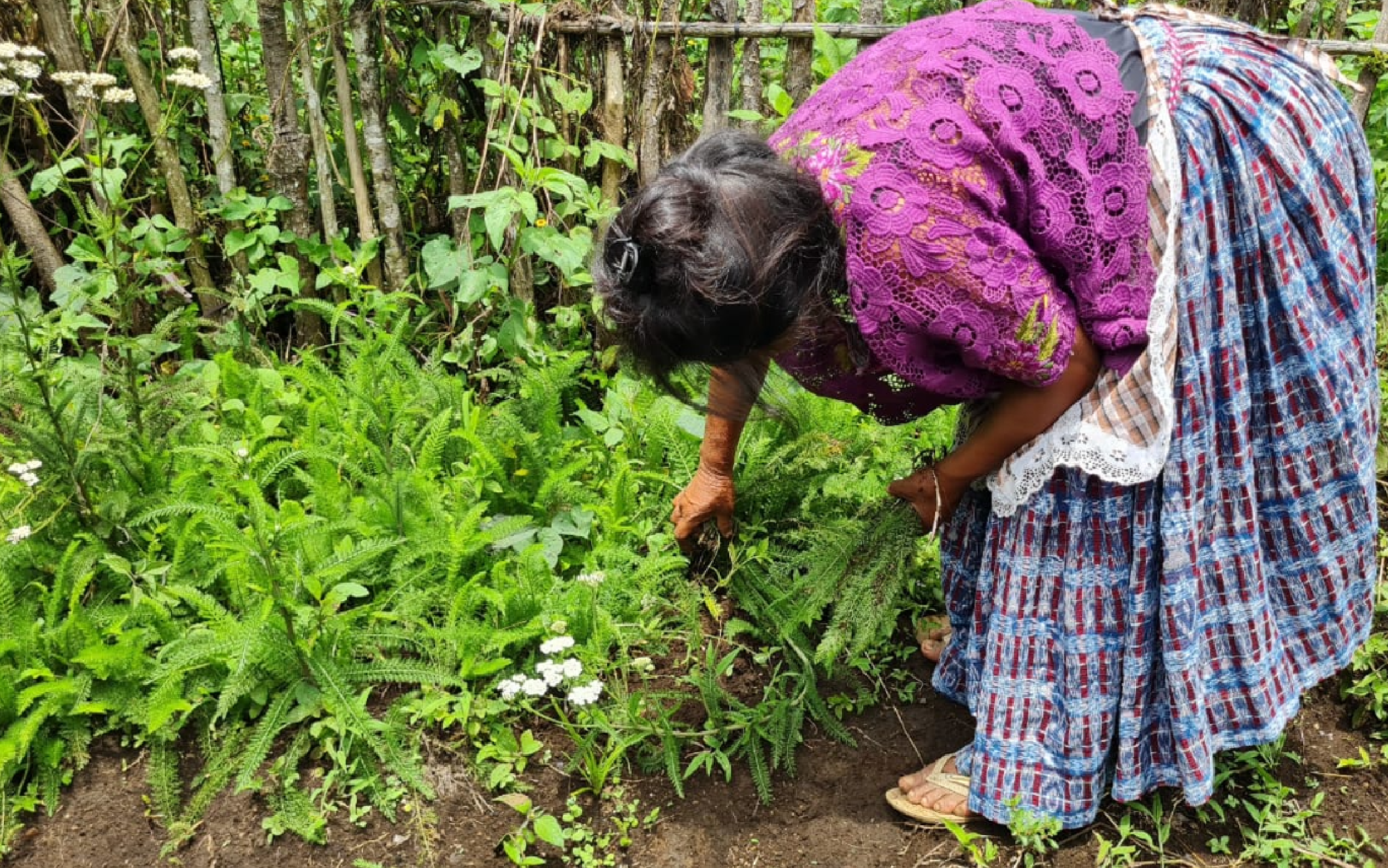 Mujer indígena mostrando prácticas agrícolas ancestales